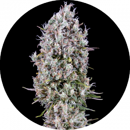 Auto Diamond