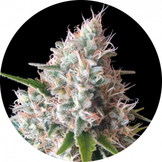 Gorilla G4