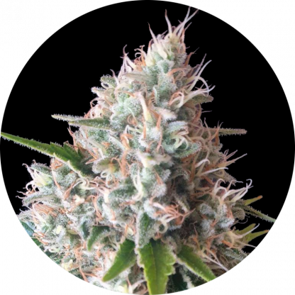 Gorilla G4
