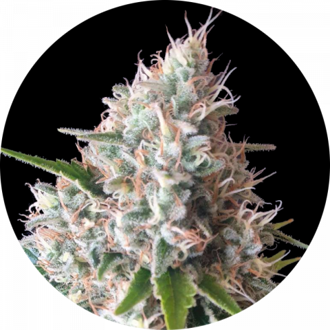 Gorilla G4 strain