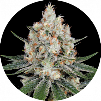 Amnesia HP