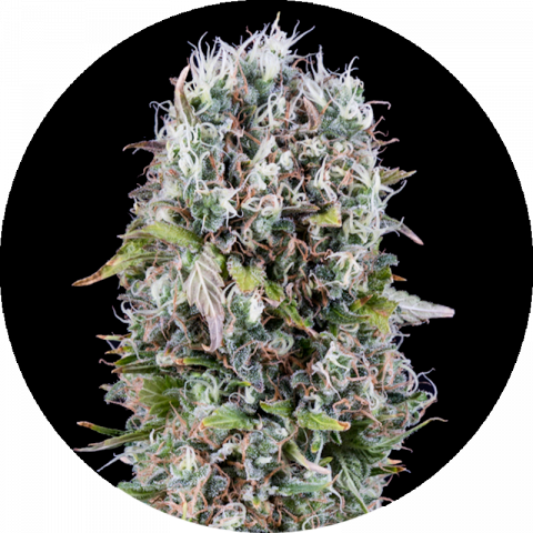 Jack Hacker fast version strain