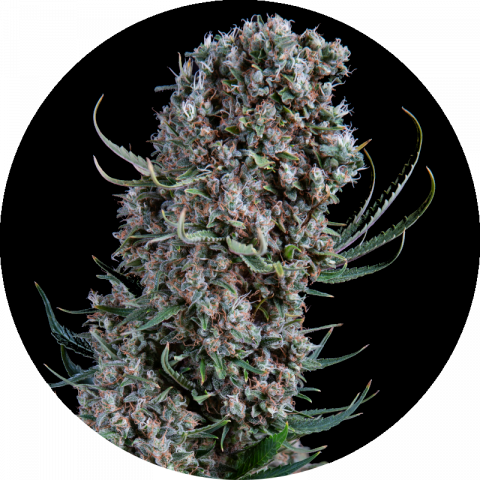 Lemonesia fast version strain