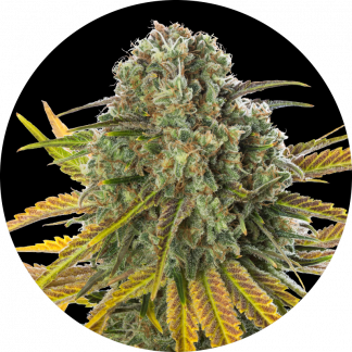 Late Rosso Lemon #18