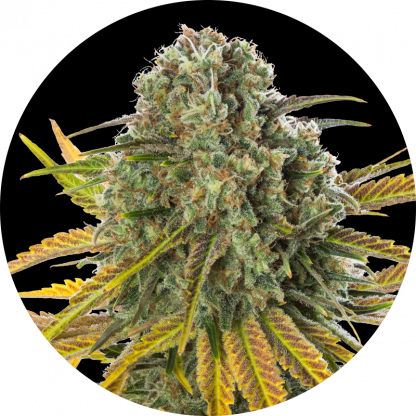 Late Rosso Lemon #18