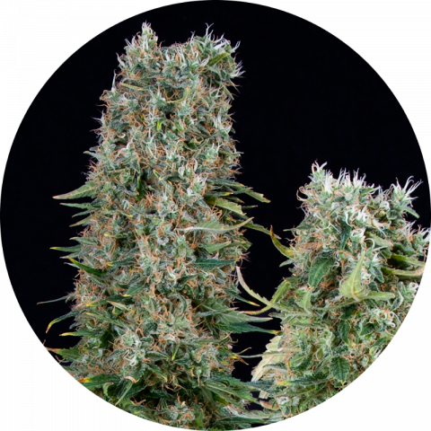 Mangüeña strain