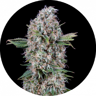 Melon Candy