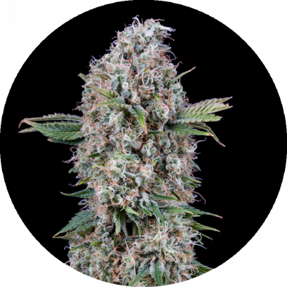Melon Candy
