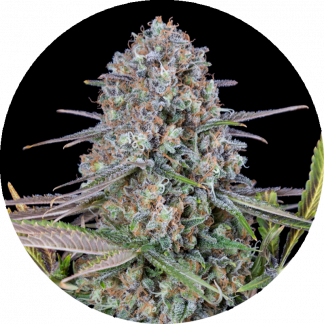 Mk Ultra #13