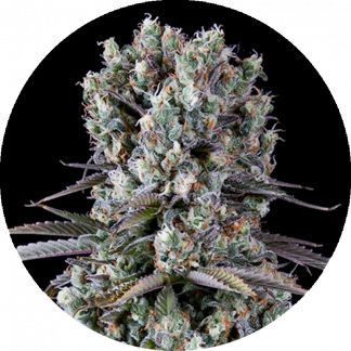 Sticky Rock #47