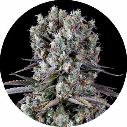 Sticky Rock #47