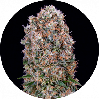 Super Skunk #54