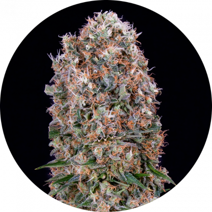 Super Skunk #54