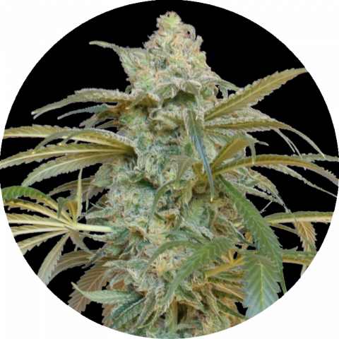 Suresia Pro strain