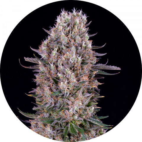 White Weeding strain