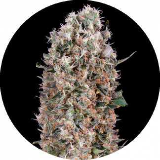 Great Bud