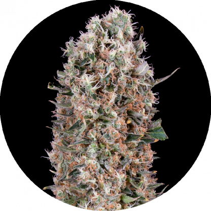Great Bud