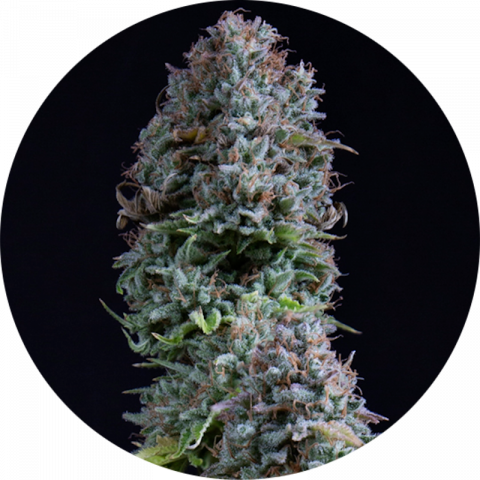 Glue Shark fast version strain