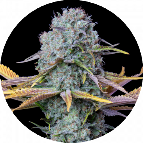 Rainbow Fruit fast version strain