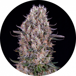 White Weeding Fast