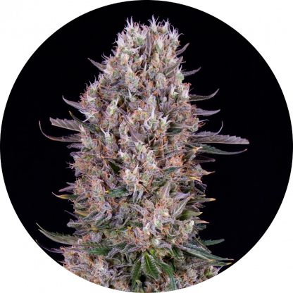 White Weeding Fast