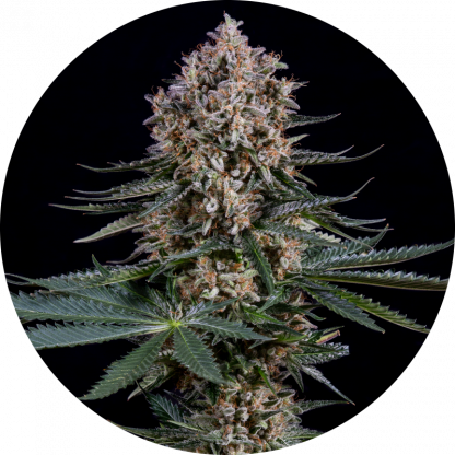 Gelato