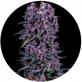 OG #13