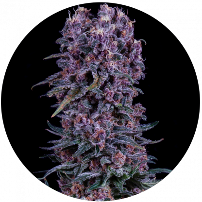 OG #13